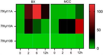 A thermostable and CBM2-linked GH10 xylanase from Thermobifida fusca for paper bleaching